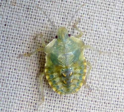 Réf. 189 327 : Pentatoma rufipes